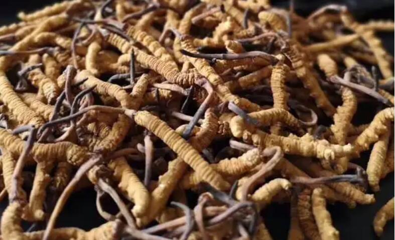 新鮮冬蟲夏草怎么保存，鮮草怎么吃？