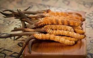 冬蟲(chóng)夏草是新的好還是陳的好，冬蟲(chóng)夏草是新鮮的好還是曬干的好