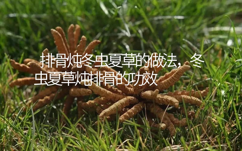 排骨燉冬蟲(chóng)夏草的做法，冬蟲(chóng)夏草燉排骨的作用