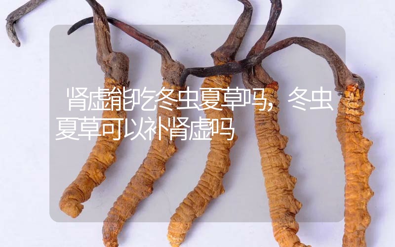 腎虛能吃冬蟲夏草嗎，冬蟲夏草可以補(bǔ)腎虛嗎？