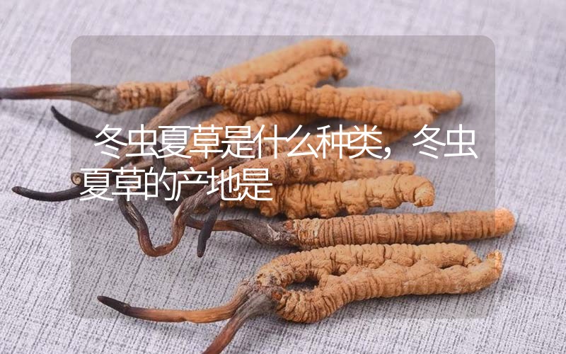 冬蟲夏草是什么種類，冬蟲夏草的產(chǎn)地是