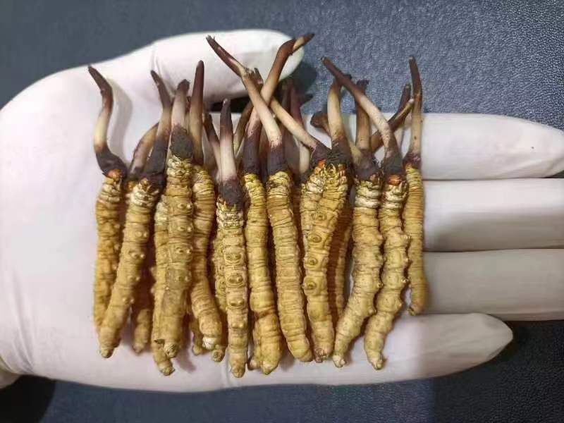 西藏那曲的冬蟲夏草多少錢一克呢？如何判斷真假