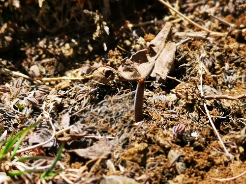 冬蟲(chóng)夏草是蟲(chóng)子還是草呢？它是如何生長(zhǎng)的