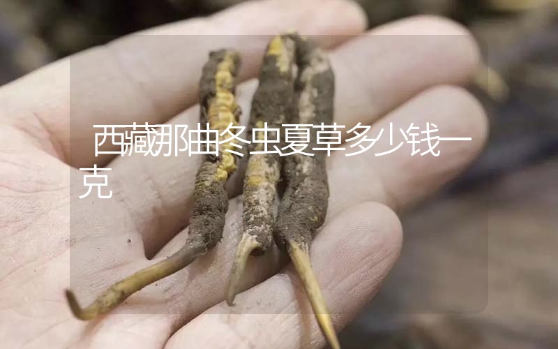 西藏那曲冬蟲夏草多少錢一克？