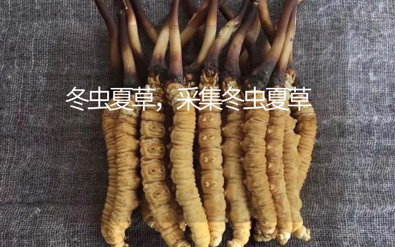 冬蟲夏草采挖時(shí)間，什么時(shí)候采集冬蟲夏草
