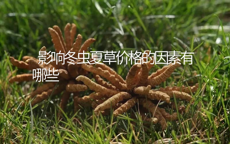 影響冬蟲夏草價(jià)格的因素有哪些？
