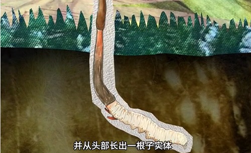 冬蟲夏草到底是蟲還是草？你猜到了嗎？