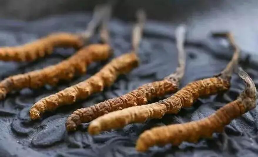 冬蟲夏草這么吃法，可以補腎活血，延緩衰老！