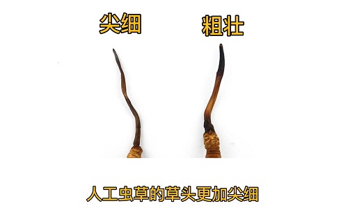 人工蟲草和野生蟲草如何分辨？人工冬蟲夏草怎么鑒別