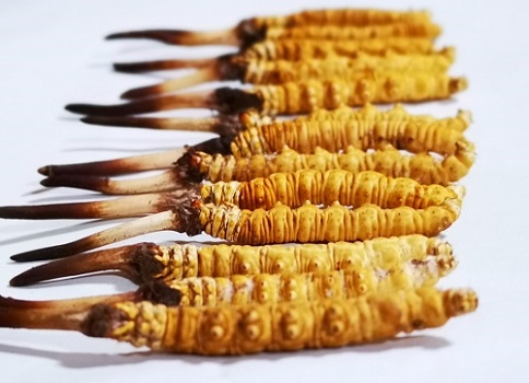 新鮮冬蟲夏草多少錢一根？吃什么樣的好呢