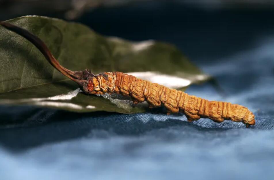 冬蟲夏草的由來，冬蟲夏草是怎么形成的？