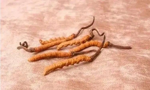 哪個產(chǎn)地的冬蟲夏草營養(yǎng)價值高,哪里的蟲草更好？