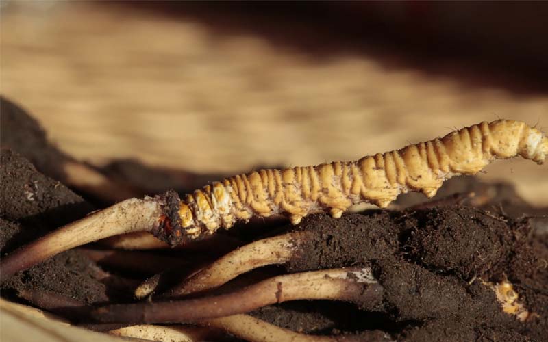 什么是人工冬蟲夏草？人工蟲草和野生蟲草的區(qū)別，如何分辨？
