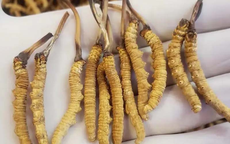 吃冬蟲夏草會(huì)過敏嗎？冬蟲夏草禁忌！