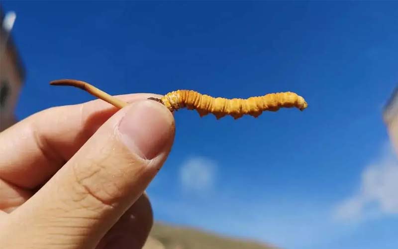 冬蟲夏草可不是人人能吃的，以下三類人不能吃冬蟲夏草