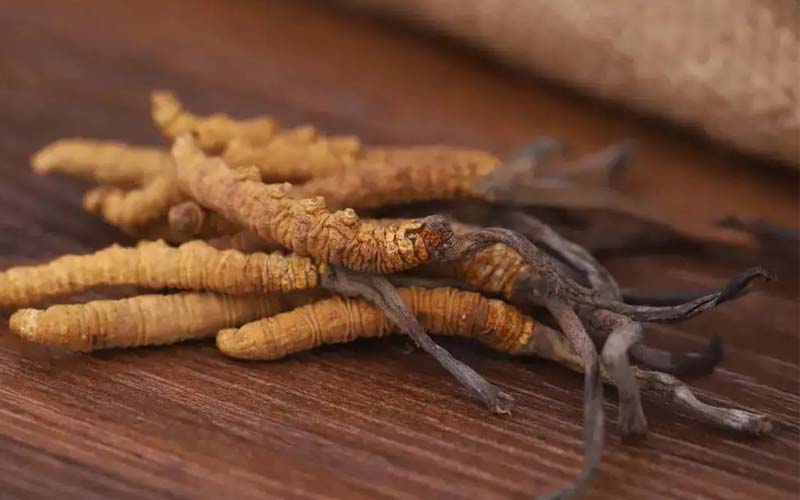 西藏的冬蟲夏草作用如何？