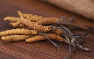 冬蟲(chóng)夏草燉雞湯要注意什么?