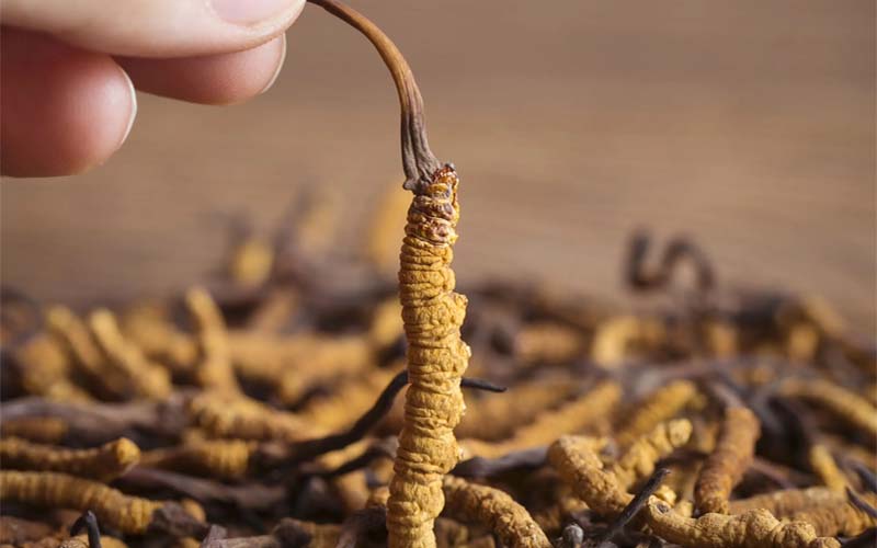 冬蟲夏草產(chǎn)地主要在哪個(gè)省