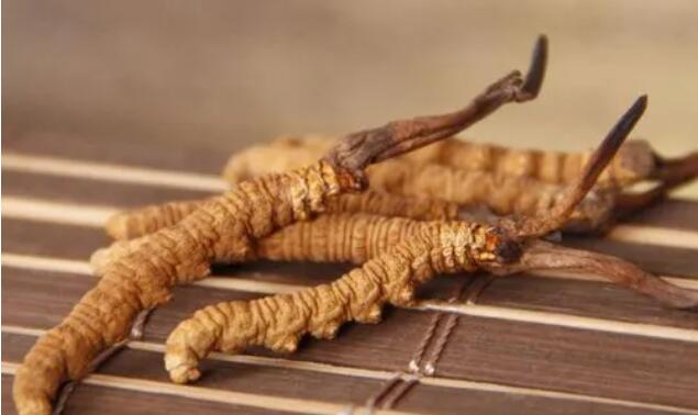 新鮮真假冬蟲夏草辨別方式？