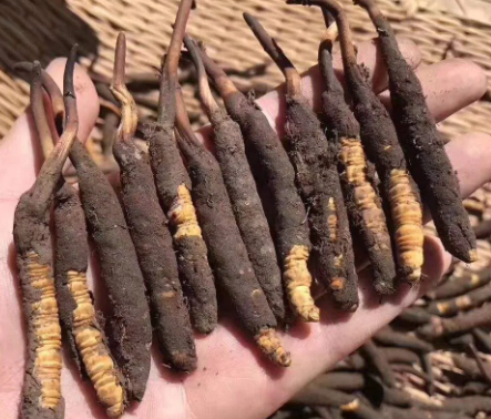 <a href=http://m.cyts-zx.com/xinxian/ target=_blank class=infotextkey>新<a href=http://m.cyts-zx.com/xinxian/ target=_blank class=infotextkey>鮮冬蟲夏草</a></a>