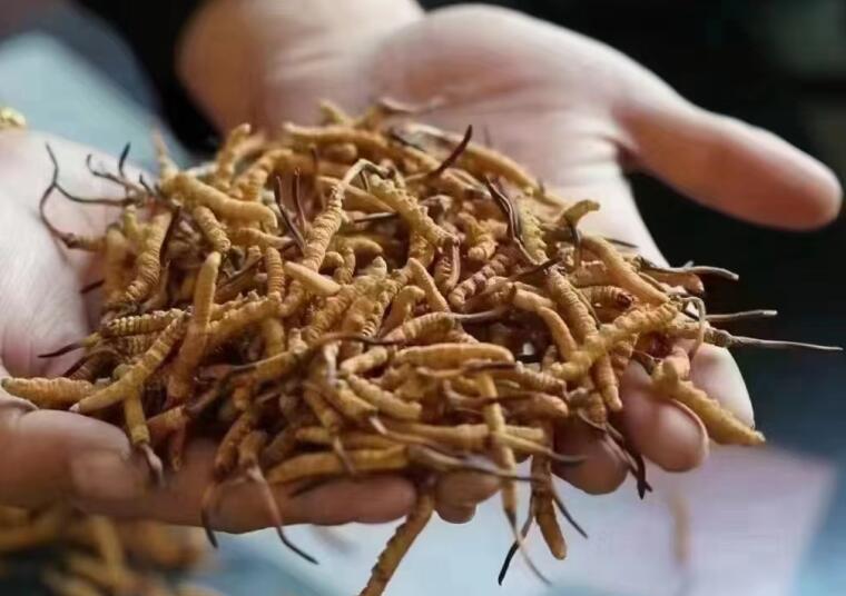 新鮮冬蟲(chóng)夏草怎么洗最好？新鮮冬蟲(chóng)夏草怎么清洗？