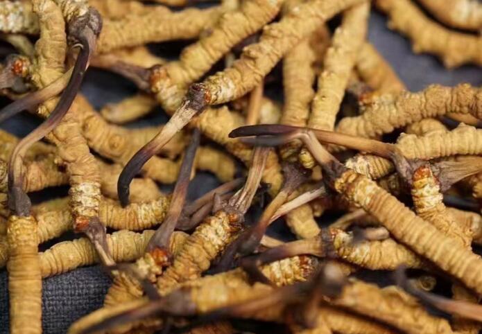 蟲草和冬蟲夏草區(qū)別，冬蟲夏草跟涼山蟲草的區(qū)別