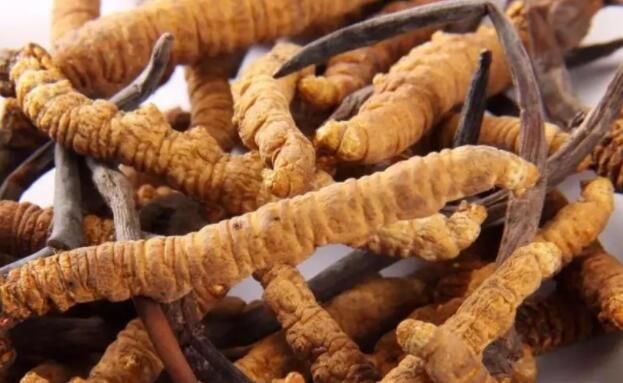 <a href=http://m.cyts-zx.com/chifa/ target=_blank class=infotextkey>冬蟲夏草的吃法</a>