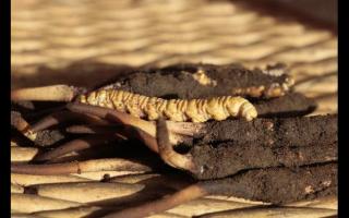 冬蟲夏草“冬補三九，夏補三伏”