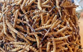 春天養(yǎng)生宜用冬蟲(chóng)夏草