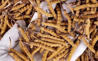 冬蟲(chóng)夏草止咳平喘的作用