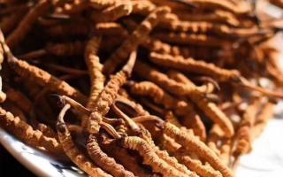 冬蟲夏草對(duì)心腦血管疾病的作用