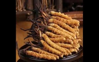 新鮮的冬蟲夏草可以生吃嗎？