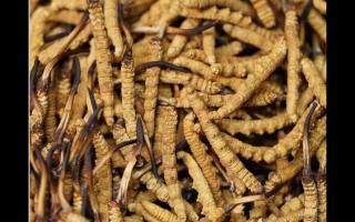 食用冬蟲夏草不能忽視量效關系？