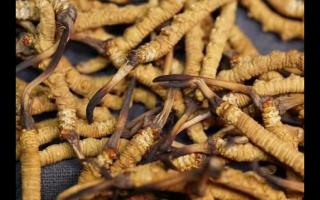 全網(wǎng)較全的冬蟲夏草常識：起源、分類、特點……
