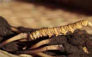 如何鑒別冬蟲夏草？這些細(xì)節(jié)了解一下