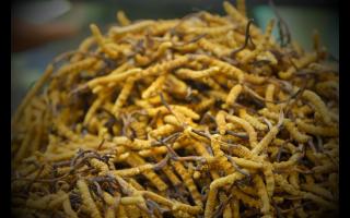 全國十大冬蟲夏草產(chǎn)地揭秘，你知道幾個(gè)？