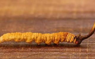 冬蟲(chóng)夏草有哪些副作用？需注意什么？