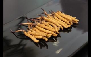 吃冬蟲(chóng)夏草有哪些禁忌呢？