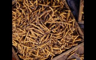 購(gòu)買大量冬蟲夏草時(shí)應(yīng)如何保存，才不會(huì)變質(zhì)！