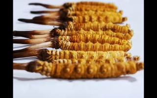 正宗高品質(zhì)冬蟲(chóng)夏草怎么辨別？