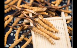 五個(gè)特征暴露冬蟲夏草質(zhì)量?jī)?yōu)劣！