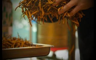 辨別冬蟲夏草產(chǎn)地操作方法的誤區(qū)！