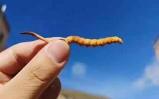 干的冬蟲夏草如何存放/存儲！