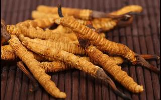 為何蟲(chóng)體飽滿的冬蟲(chóng)夏草價(jià)格會(huì)高一點(diǎn)？