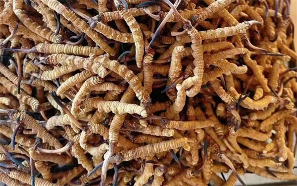 冬蟲夏草可以和番石榴一起吃嗎？