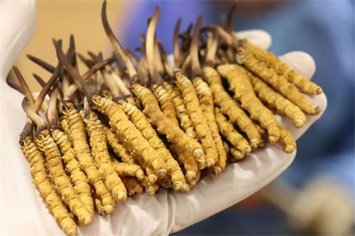 冬蟲夏草到底是蟲還是草？其實(shí)蟲草是一種真菌