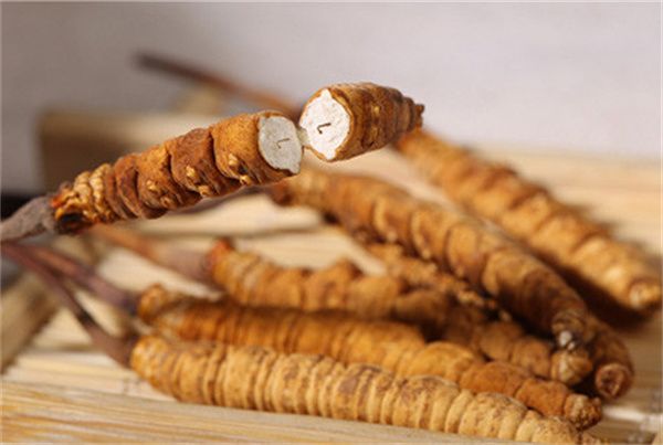 冬蟲夏草可以直接食用嗎？直接生吃無法發(fā)揮冬蟲夏草藥理作用