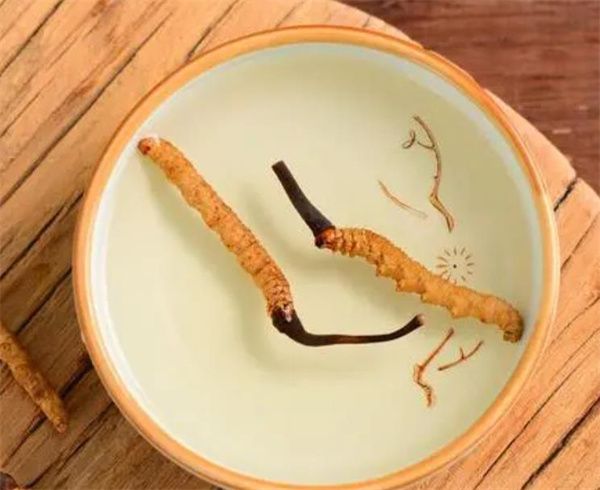 冬蟲夏草可以泡水喝嗎？冬蟲夏草泡水的步驟