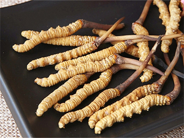 真的冬蟲夏草什么價格？影響冬蟲夏草價格波動的3個關(guān)鍵因素