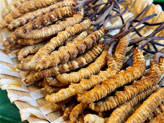 天然冬蟲夏草是怎么形成的？天然冬蟲夏草的形成過程